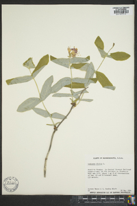 Lonicera dioica image