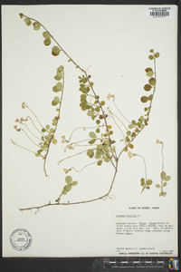 Linnaea borealis image