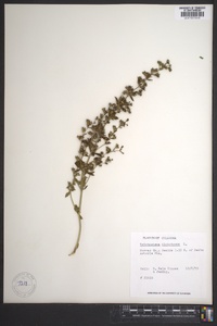 Trichostema dichotomum image