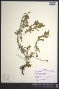 Phyla nodiflora image