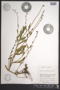 Myosotis macrosperma image