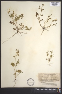 Phacelia strictiflora var. connexa image