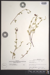 Phacelia glabra image