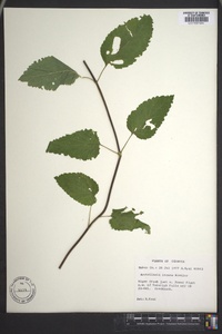 Scutellaria incana image