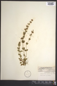 Scutellaria parvula image