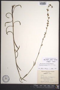 Physostegia godfreyi image