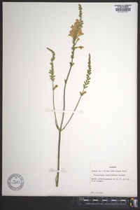 Physostegia angustifolia image