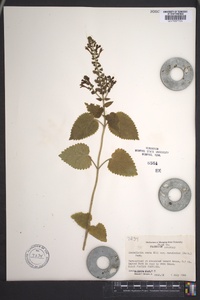 Scutellaria ovata image