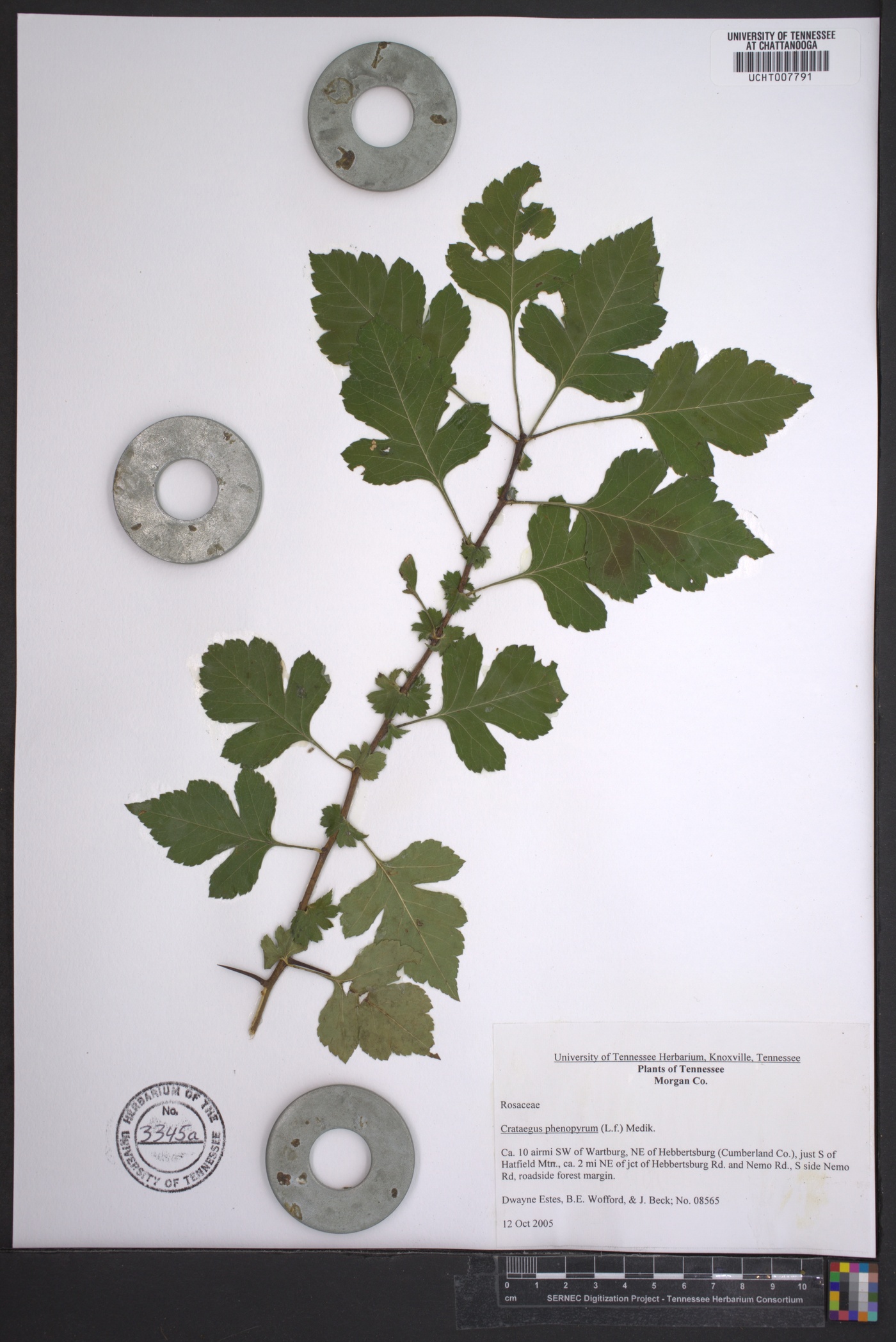 Crataegus phaenopyrum image