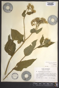 Parthenium integrifolium var. integrifolium image