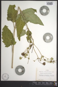 Silphium brachiatum image