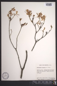 Rhododendron canadense image