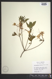 Rhododendron canescens image