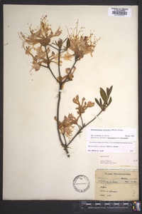 Rhododendron canescens image