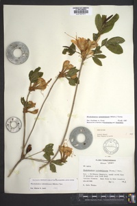 Rhododendron calendulaceum image