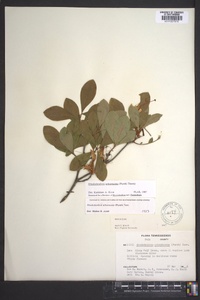 Rhododendron arborescens image