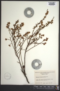 Vaccinium angustifolium image