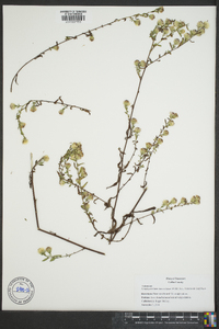 Symphyotrichum lanceolatum var. latifolium image