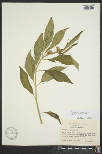 Asclepias perennis image