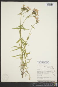 Phlox pilosa subsp. pilosa image