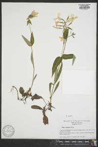 Phlox latifolia image