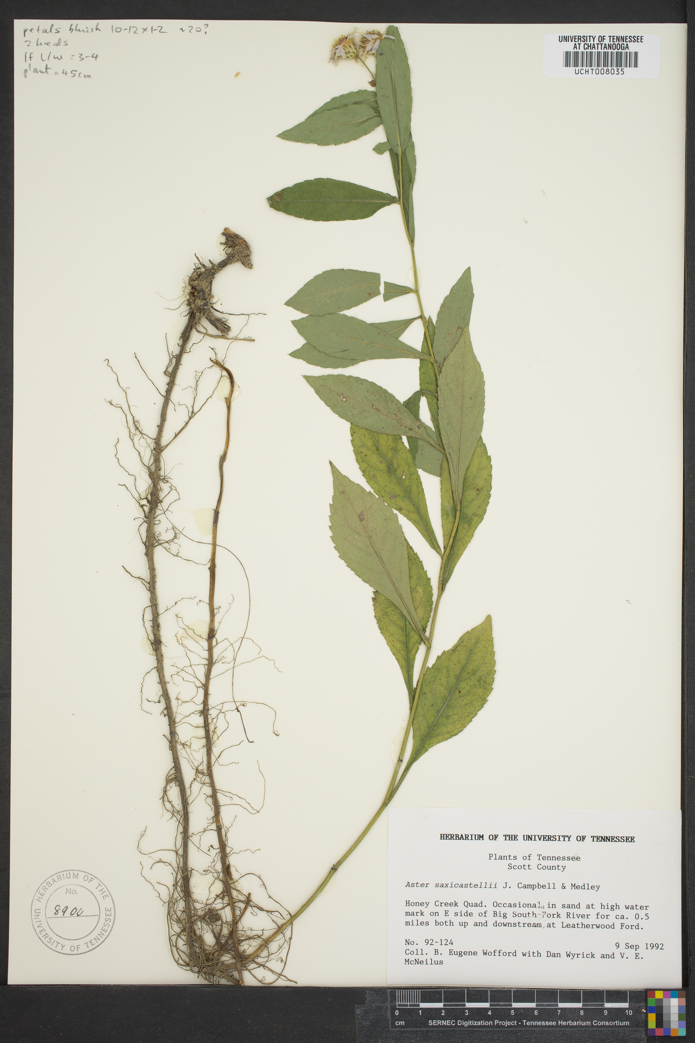 Eurybia saxicastellii image