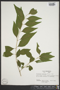 Forestiera acuminata image