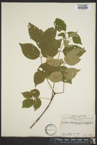 Fraxinus americana var. biltmoreana image