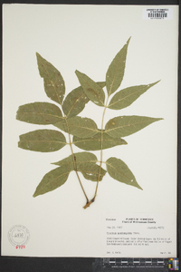 Fraxinus quadrangulata image