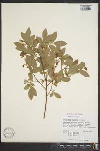 Vaccinium hirsutum image