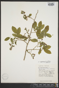 Vaccinium stamineum var. neglectum image