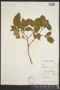 Vaccinium stamineum var. neglectum image