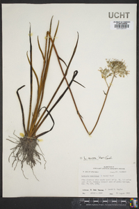 Lophiola aurea image