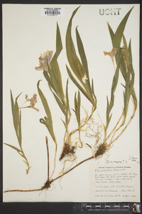 Iris virginica image