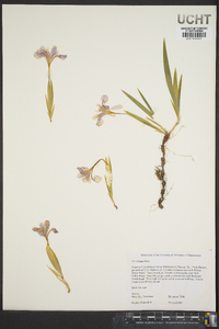 Iris cristata image