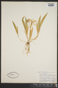 Iris cristata image