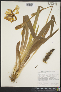 Iris germanica image