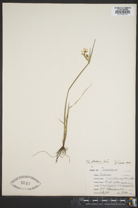 Sisyrinchium albidum image