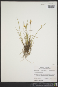 Sisyrinchium albidum image