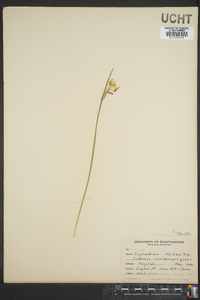 Sisyrinchium albidum image