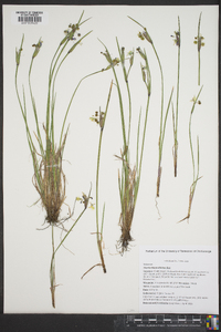 Sisyrinchium albidum image