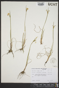 Sisyrinchium albidum image