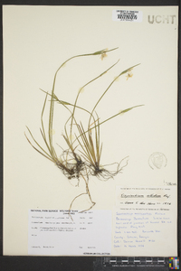 Sisyrinchium albidum image