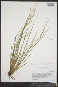 Sisyrinchium atlanticum image