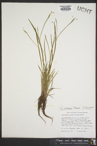 Sisyrinchium atlanticum image