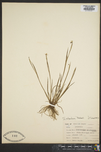 Sisyrinchium atlanticum image