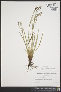 Sisyrinchium atlanticum image