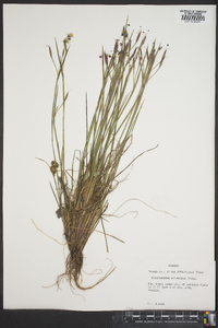 Sisyrinchium atlanticum image