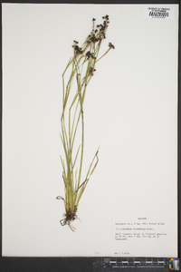 Sisyrinchium atlanticum image