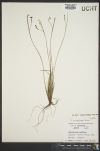 Sisyrinchium atlanticum image